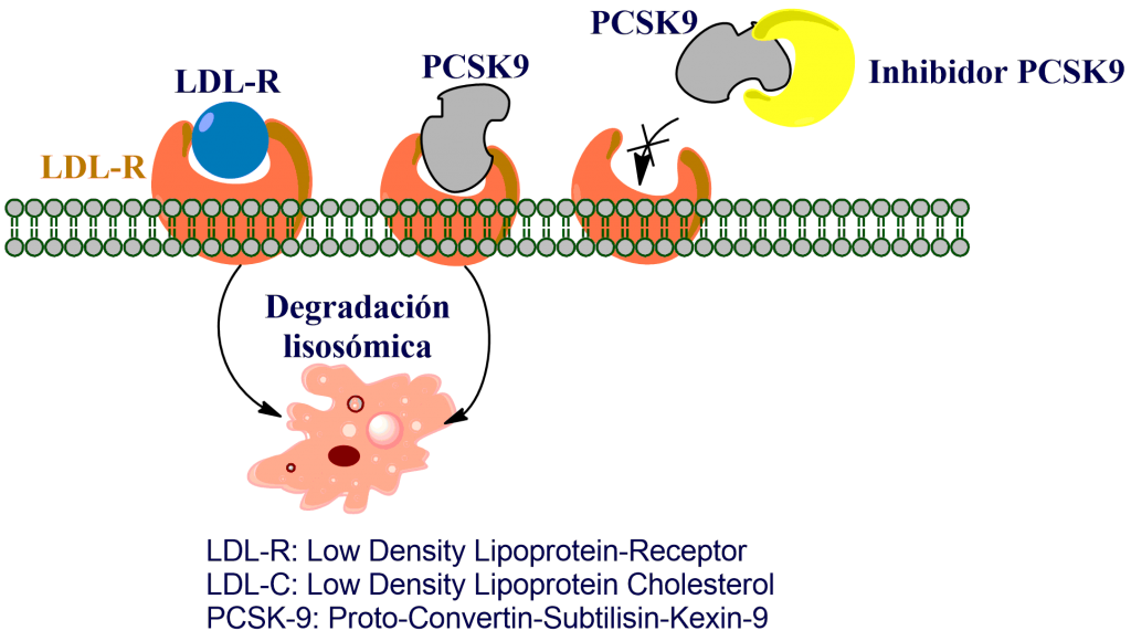PCSK9 inhibitors mechanism of action
